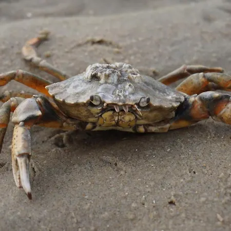 Meyers Logierhaus Moewe * Norderney