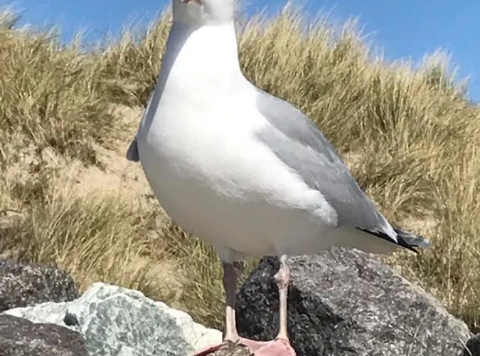 Meyers Logierhaus Moewe * Norderney